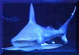 Shark.gif (12582 bytes)
