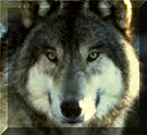 Wolf.gif (15663 bytes)