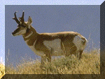 deer_with_horns.gif (12828 bytes)