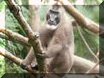 monkey_in_tree.gif (17428 bytes)