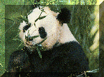 panda.gif (17788 bytes)