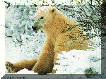 polarbear.gif (17136 bytes)