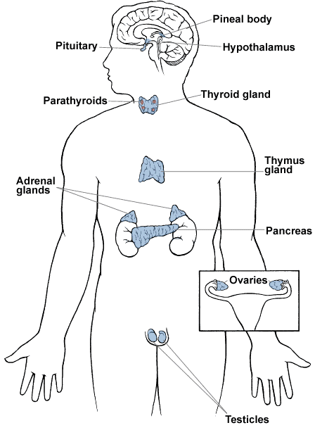 The Endocrine System