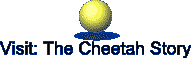Visit: The Cheetah Story