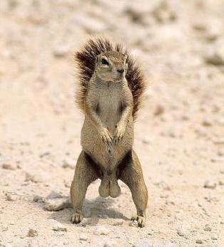 eekhoorn.jpg (19346 bytes)