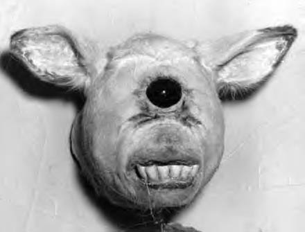 oneeyedcalf.jpg (24426 bytes)