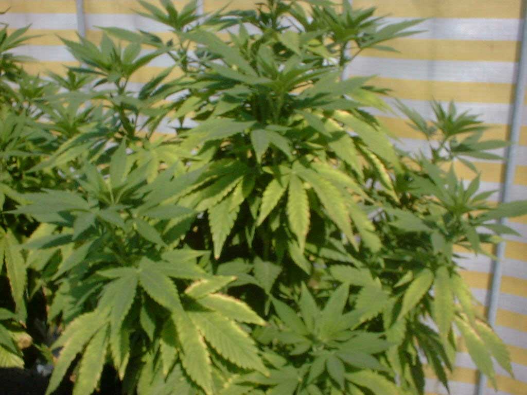 The Green And Mean Submarine !!!!!