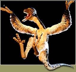 feather.jpg (14898 bytes)