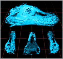 photo_sue.gif (14920 bytes)