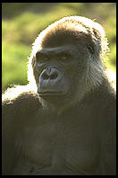 gorilla.jpg (6396 bytes)