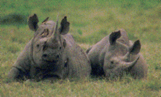rhino2.gif (66781 bytes)