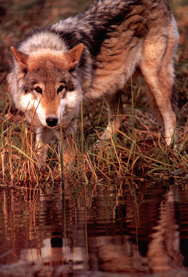 Reflection.jpg (132985 bytes)