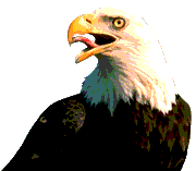 Baldeagle4.gif (4624 bytes)