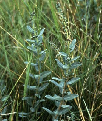 ambrosia.jpg (34477 bytes)