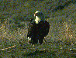 baldeagle.gif (21917 bytes)