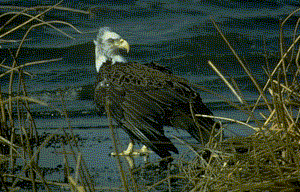 baldeagle2.gif (27766 bytes)