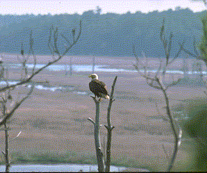 baldeagle3.gif (30195 bytes)