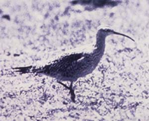 curlew.jpg (16214 bytes)