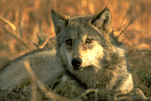 graywolf.gif (30016 bytes)