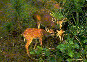 key2.gif (35720 bytes)