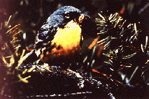 kirtlands.gif (37272 bytes)