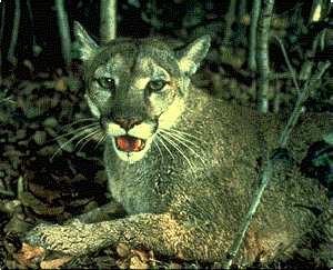 panther3.gif (37869 bytes)