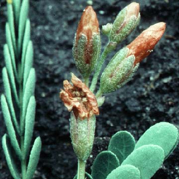 pea.jpg (28202 bytes)