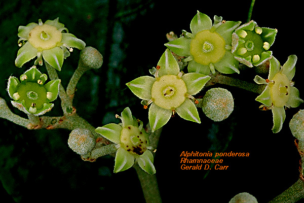 plant.jpg (126562 bytes)