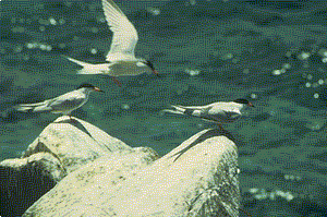 roseate.gif (25037 bytes)