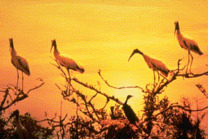 woodstork.gif (29535 bytes)