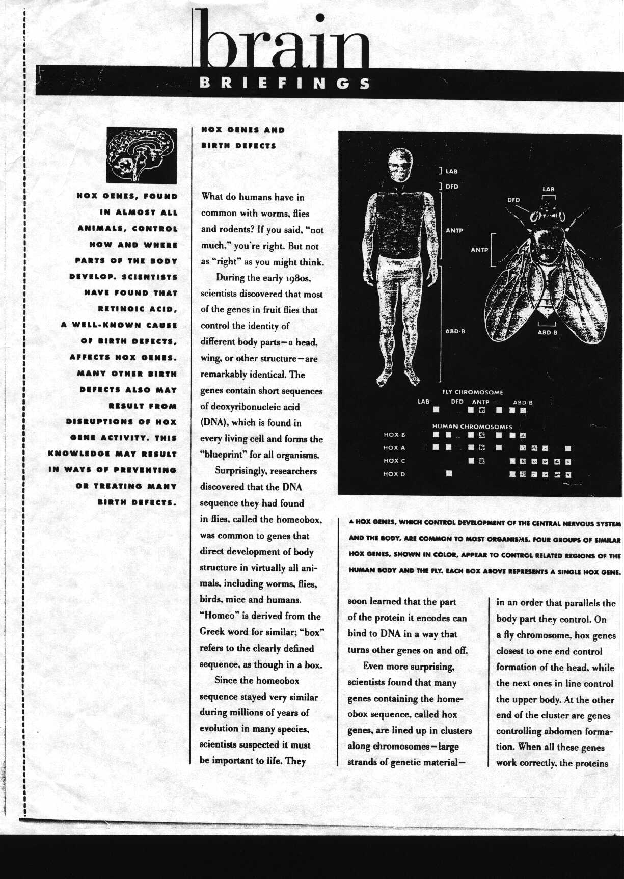 brainbrief_1.jpg (248548 bytes)