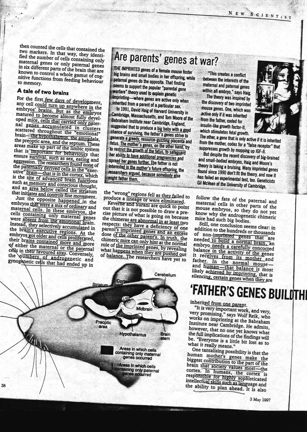 brains_1.jpg (354612 bytes)