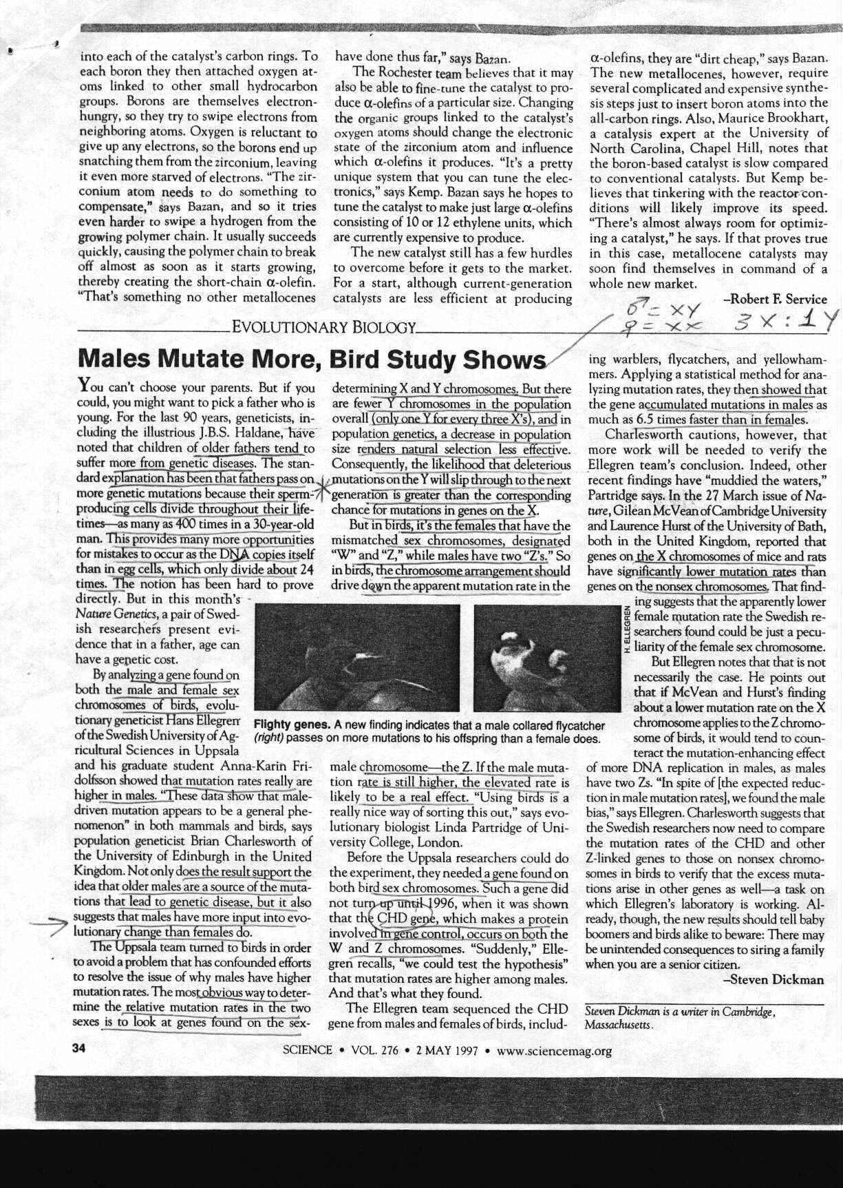 malesmore.jpg (406971 bytes)