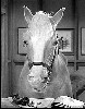Mister Ed's Stable