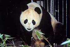 Bai Yun.jpg (11621 bytes)