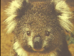 cute baby koala.gif (20110 bytes)