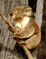 koala2.jpg (25776 bytes)