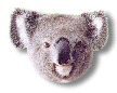koalahead.gif (7365 bytes)