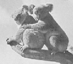 twokoala.jpg (14557 bytes)