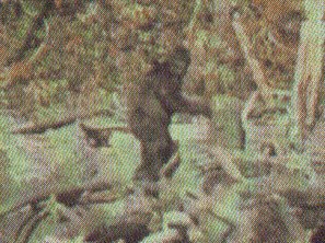 bigfoot.jpg (30016 bytes)