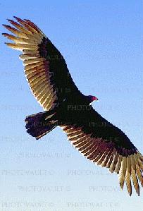 roc.jpg (11569 bytes)