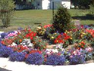 view of garden from ground level