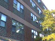 my living room windows in back of tree