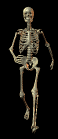 Skeleton-04.gif (35794 bytes)