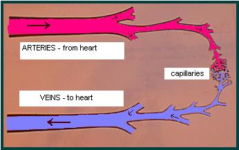 arteries2.jpg (13180 bytes)
