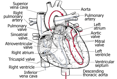 heart.gif (30229 bytes)