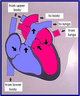 heart2.jpg (15899 bytes)
