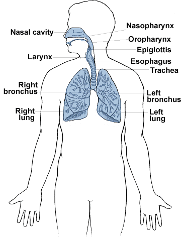 lung.gif (17718 bytes)