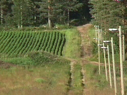 hede11.jpg (48681 bytes)