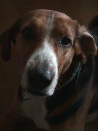 king.jpg (10262 bytes)